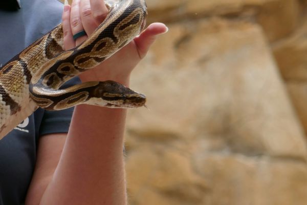 Comprendre l'ophiophobie : symptômes, causes et solutions