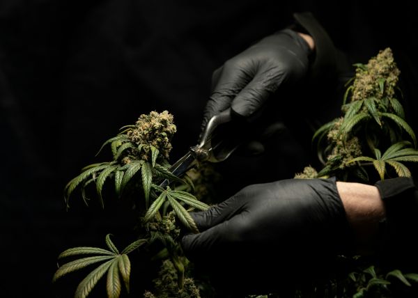 Prendre du cbd et des fleurs de bach en même temps, est-ce possible ?